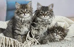 191020: Three Siberian kittens indoors