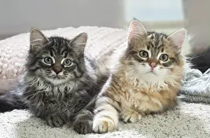 Siberians: Two Siberian kittens indoors