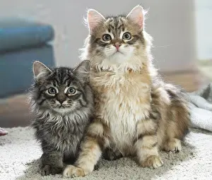Siberians: Two Siberian kittens indoors