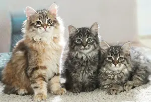 Siberians: Three Siberian kittens indoors