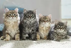 Siberians: Four Siberian kittens indoors