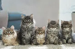 Siberians: Five Siberian kittens indoors