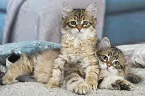 Siberians: Two Siberian kittens indoors