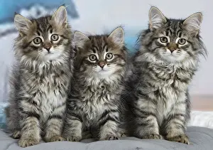 Siberians: Three Siberian kittens indoors