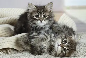 Siberians: Two Siberian kittens indoors