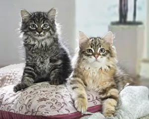 Siberians: Two Siberian kittens indoors