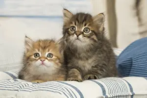 Siberians: Siberian kittens inside