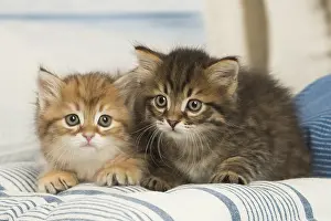 Siberians: Siberian kittens inside