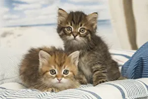 Siberians: Siberian kittens inside