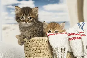 Siberians: Siberian kittens inside