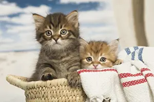 Siberians: Siberian kittens inside