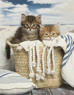 Siberians: Siberian kittens inside