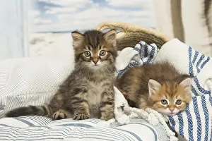 Siberians: Siberian kittens inside