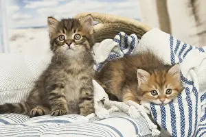Siberians: Siberian kittens inside