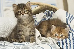 Siberians: Siberian kittens inside