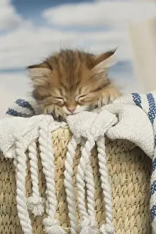 Siberians: Siberian kittens sleeping