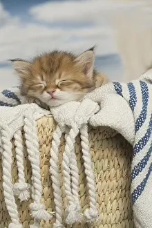 Siberians: Siberian kittens sleeping