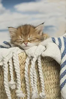 150518: Siberian kittens sleeping