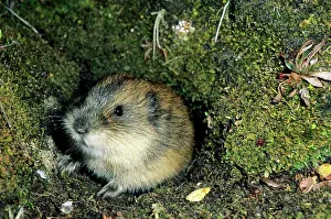 Siberia: Siberian Lemming - adult by its burrow in tundra