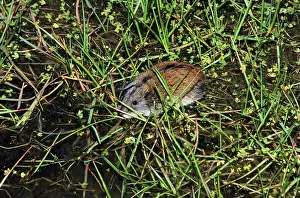 Siberia: Siberian Lemming - adult crosses a puddle (Lemmings