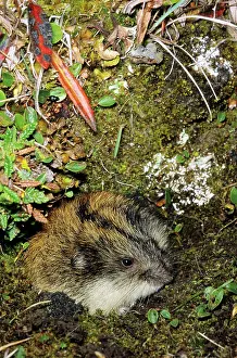 Siberia: Siberian Lemming - adult at the entrance of its burrow