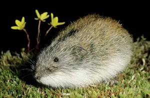 Sibiricus: Siberian Lemming - adult after feeding at dusk