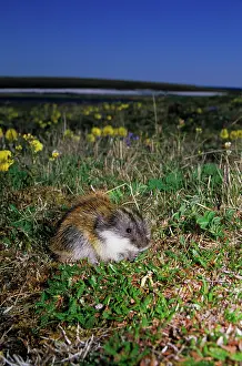 Sibiricus: Siberian Lemming - adult feeds on grasses in tundra