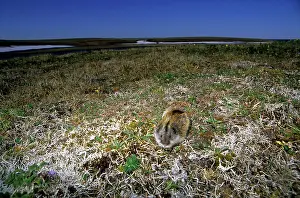 Sibiricus: Siberian Lemming - adult feeds on vegetation at