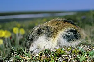 Sibiricus: Siberian Lemming - adult on its guard while feeding