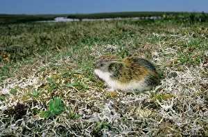 Sibiricus: Siberian Lemming - adult on its guard while feeding