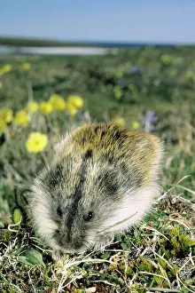 Siberia: Siberian Lemming - adult on its guard while feeding