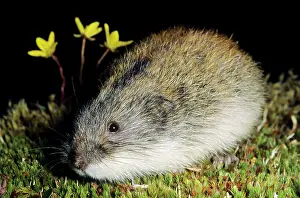 Siberian Lemming - adult keeps motionless in an
