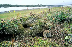 Sibiricus: Siberian Lemming - adult near its burrow (the shape