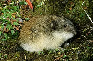 Siberia: Siberian Lemming - adult near its burrow in tundra