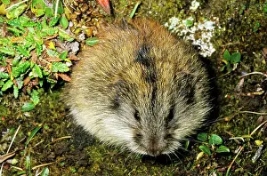 Siberia: Siberian Lemming - adult near its burrow in tundra