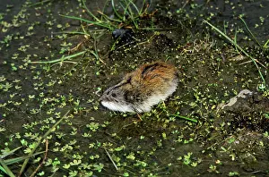 Siberia: Siberian Lemming - adult sniffs air prior to crossing