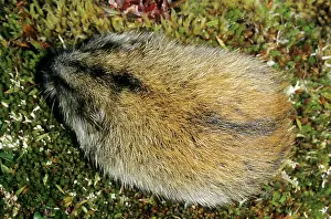 Sibiricus: Siberian Lemming - adult from above - A typical
