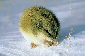 Sprouts: Siberian Lemming - adult in winter; feeds on dwarf