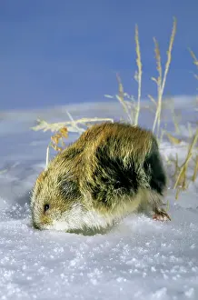 Lemmus: Siberian lemming - adult in winter, on snow in