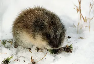 Andrey Zvoznikov: SIBERIAN LEMMING - close-up, feeding in snow