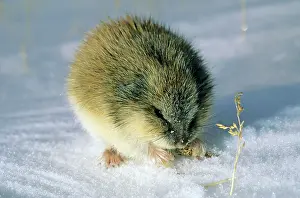 Andrey Zvoznikov: SIBERIAN LEMMING - Feeding on dry grass