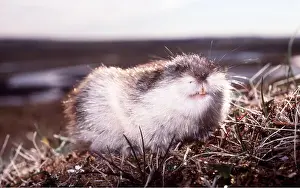 Andrey Zvoznikov: SIBERIAN LEMMING - feeding on grass