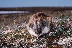 Siberian Lemming - feeding on grass