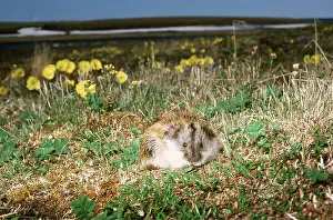 Andrey Zvoznikov: SIBERIAN LEMMING - feeding on grass