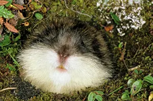 Visible: Siberian Lemming muzzle adult at the entrance