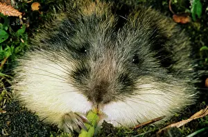 Siberia: Siberian Lemming - muzzle adult nibbles grass