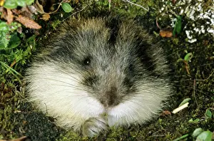 Siberia: Siberian Lemming muzzle - adult nibbles a grass