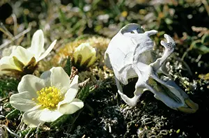 Sibiricus: Siberian Lemming - skull in tundra (typical scene