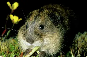 Sibiricus: Siberian Lemming - Young nibbles grass at dusk