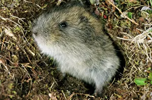 Sibiricus: Siberian Lemming - young pops out at the entrance